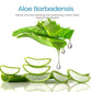 LANBENA Blackhead Remover Peel Off Mask Aloe Vera Extract Oil Control Nose Mask with 180pcs Cleanses for Deep Clean Hydrating