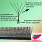 Tbestt 5DW 6DW Volume Lashes Extensions YY Shape Eyelashes False W Shape Eyelashes Extensions Mink Soft 5DW Eyelashes Extensions
